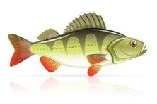 owoce morza na zapalenie trzustki